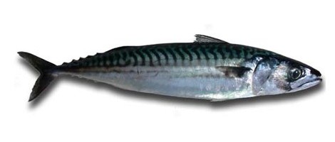 Scomber Colias (African mackerel)